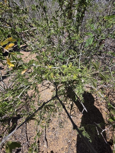 Guaiacum coulteri, photograph 5