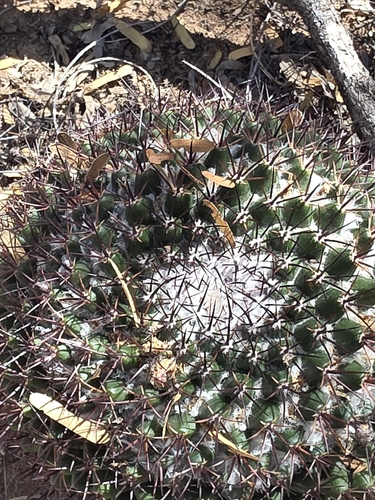 Mammillaria bocensis