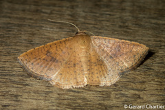 Striglina duplicifimbria