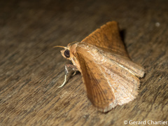 Striglina duplicifimbria