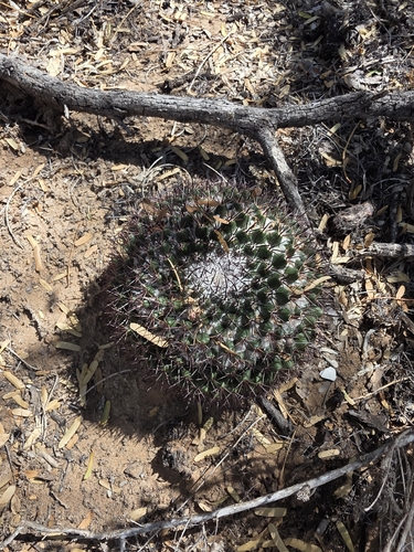 Mammillaria bocensis