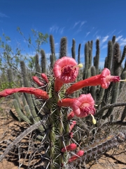 Stenocereus alamosensis