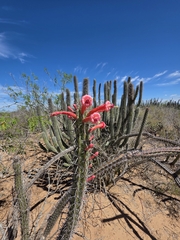 (c) Adrian Bojorquez, some rights reserved (CC BY-SA) Stenocereus alamosensis, photograph (c) Adrian Bojorquez, some rights reserved (CC BY-SA)