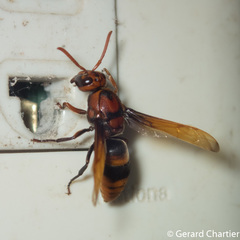 Rhynchium