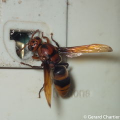 Rhynchium