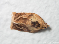 Adoxophyes privatana