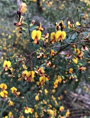 Bossiaeeae
