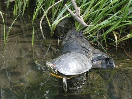 Trachemys scripta elegans