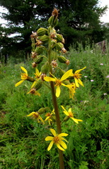 Ligularia altaica