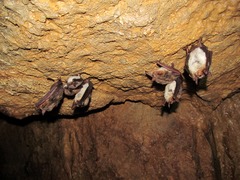 Myotis sibiricus