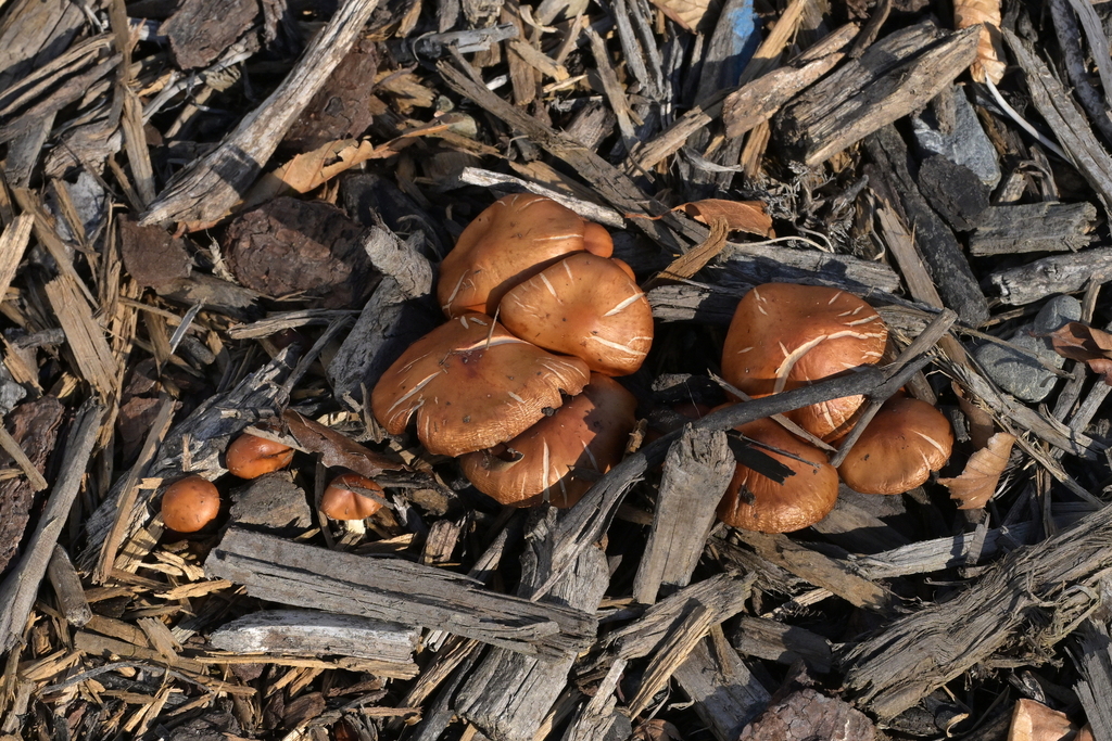 Leratiomyces ceres · May 2026 · photo: © christopherstephens (iNaturalist, cc-by)