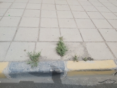 Reseda muricata