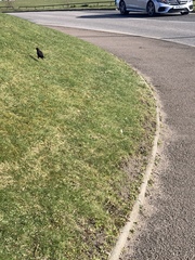 Sturnus vulgaris