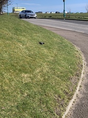 Sturnus vulgaris