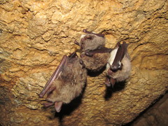 Myotis sibiricus