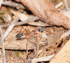Myrmecia nigriceps