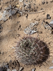 Cochemiea sheldonii, photograph (c) Adrian Bojorquez, some rights reserved (CC BY-SA)