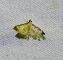 Cotachena aluensis