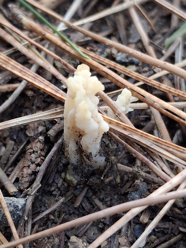 Clavulina rugosa · May 2026 · photo: © melwhiting (iNaturalist, cc-by)