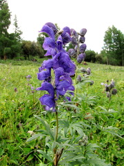 Aconitum glandulosum