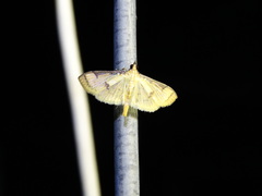 Cotachena aluensis