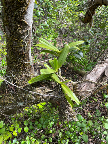 Cyrtorchis arcuata, photograph 4