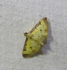 Cotachena aluensis