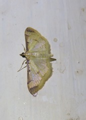 Cotachena aluensis