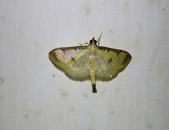 Cotachena aluensis