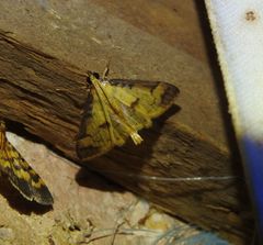 Cotachena aluensis
