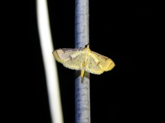 Cotachena aluensis