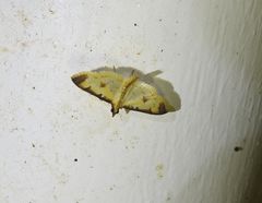 Cotachena aluensis