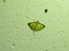 Cotachena aluensis
