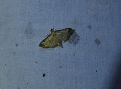 Cotachena aluensis