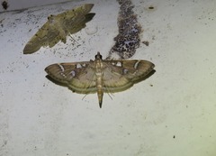Cotachena histricalis