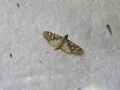 Cotachena histricalis