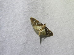 Cotachena histricalis