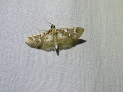 Cotachena histricalis