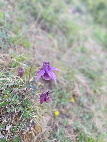 Aquilegia yabeana