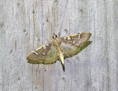 Cotachena histricalis