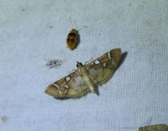 Cotachena histricalis
