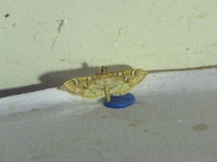 Cotachena histricalis