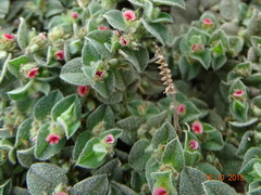 Indigofera cordifolia
