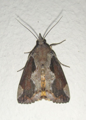 Hypocala rostrata