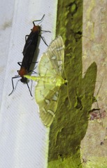 Cotachena histricalis