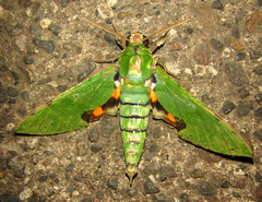 Euchloron megaera