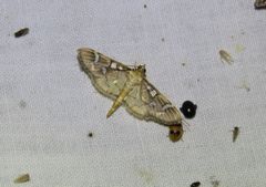 Cotachena histricalis