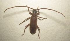 Megopis modesta