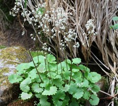 Micranthes nelsoniana aestivalis