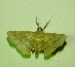 Gracilodes caffra